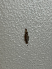 Tineinae