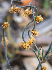 Lepidobolus drapetocoleus