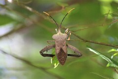 Acanthocephala alata