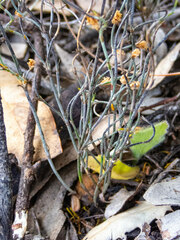Lepidobolus drapetocoleus