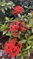 Ixora coccinea