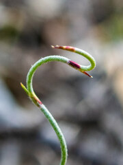 Lepidobolus drapetocoleus