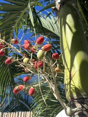 Dypsis lutescens