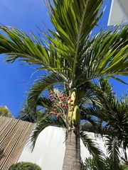 Dypsis lutescens