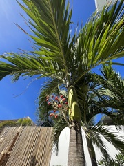 Dypsis lutescens