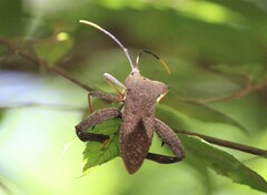 Acanthocephala alata