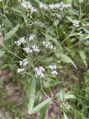 Eupatorium