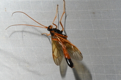 Opheltes glaucopterus