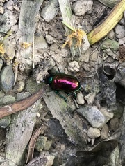 Platycorynus sauteri