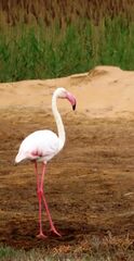Phoenicopterus roseus