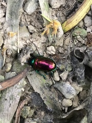 Platycorynus sauteri