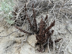 Aphyllon cooperi