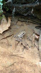 Pelophylax bedriagae
