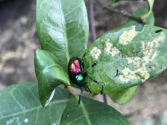 Platycorynus sauteri