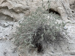 Aphyllon cooperi