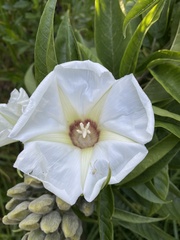 Ipomoea murucoides