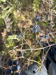 Ligustrum ovalifolium