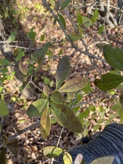 Ligustrum ovalifolium