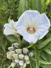 Ipomoea murucoides