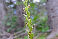 Platanthera unalascensis