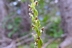 Platanthera unalascensis