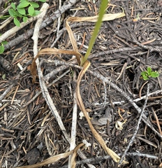 Platanthera unalascensis
