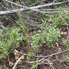 Platanthera unalascensis