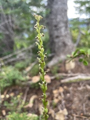 Platanthera unalascensis