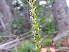 Platanthera unalascensis