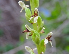 Platanthera unalascensis