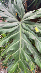 Thaumatophyllum bipinnatifidum