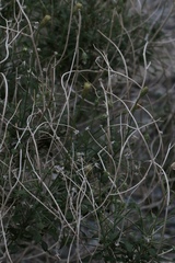 Pleurocoronis pluriseta