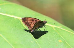 Anastrus sempiternus sempiternus