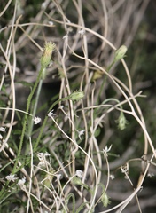 Pleurocoronis pluriseta