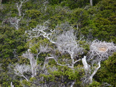 Geranoaetus polyosoma exsul