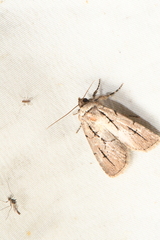 Sympistis dinalda