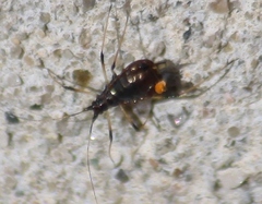 Aphis craccivora