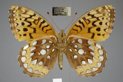 Speyeria cybele pseudocarpenteri