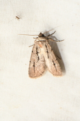 Sympistis dinalda