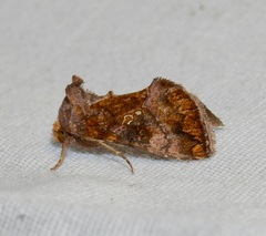 Argyrogramma verruca