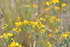 Coronilla juncea