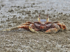 Ocypode ceratophthalmus