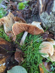 Hebeloma crustuliniforme