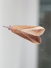 Hypena lividalis