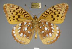 Speyeria cybele pseudocarpenteri