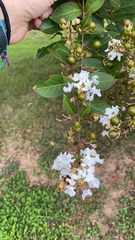 Lagerstroemia indica