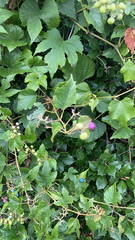 Ampelopsis glandulosa