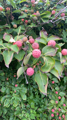 Cornus capitata