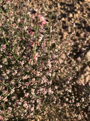 Eriogonum deflexum