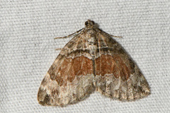 Dysstroma hersiliata